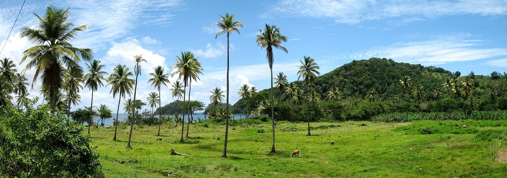 Dominica-Panorama
