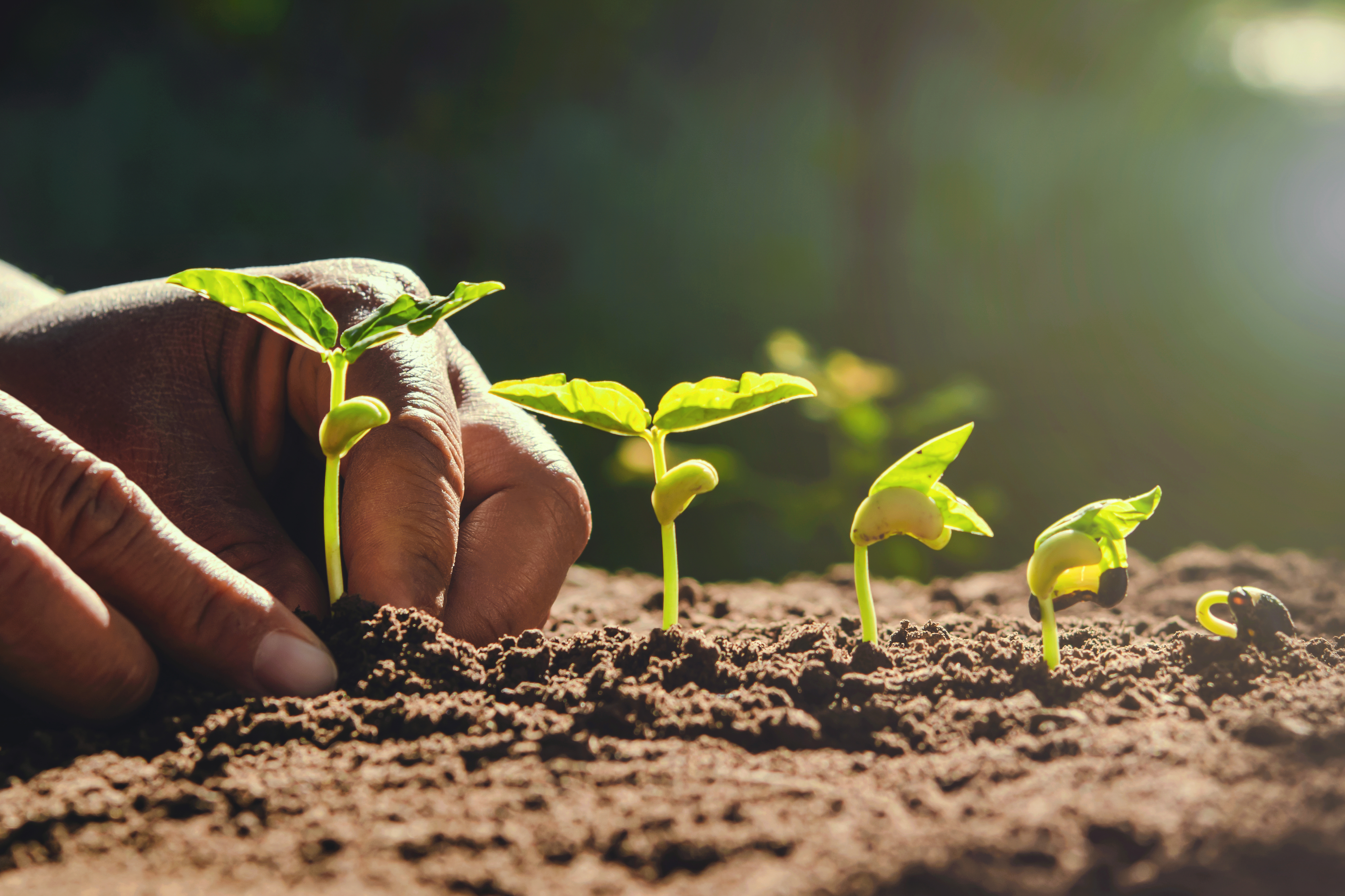 farmer hand planting beans in garden